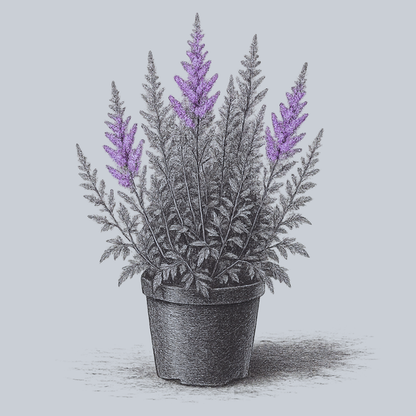 Superba Chinese Astilbe