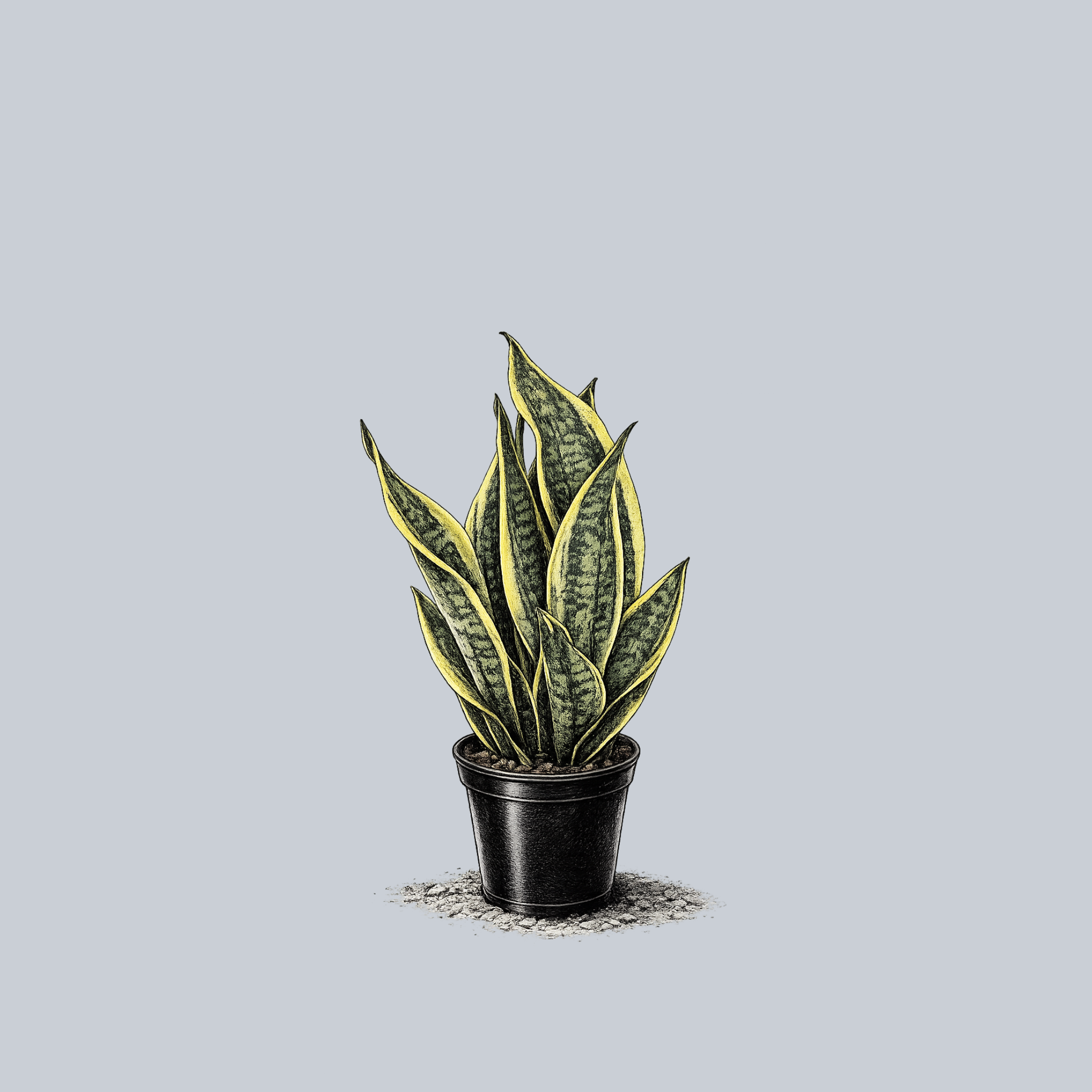 Superba Snake Plant – Plant Detectives