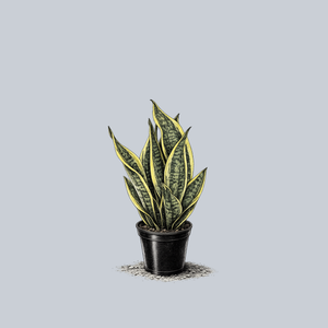 Superba Snake Plant