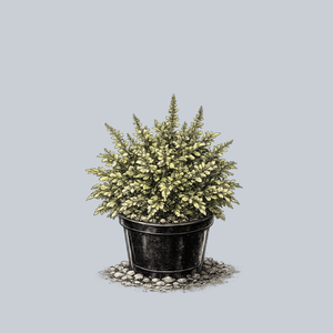 Swallowtail Coleus