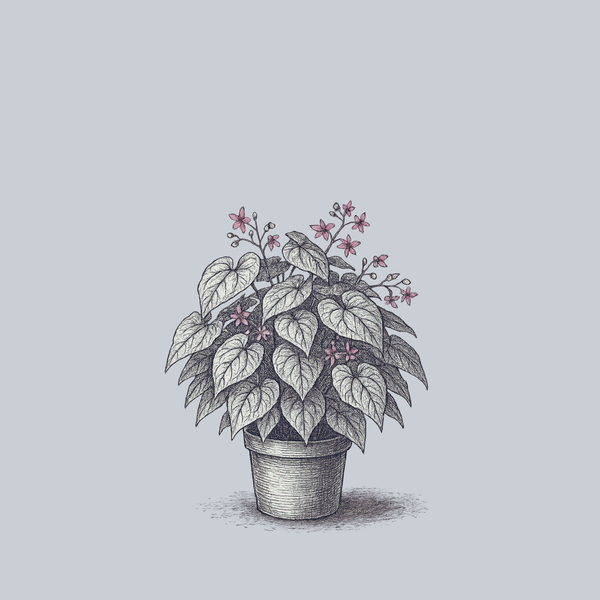 Sweetheart Barrenwort