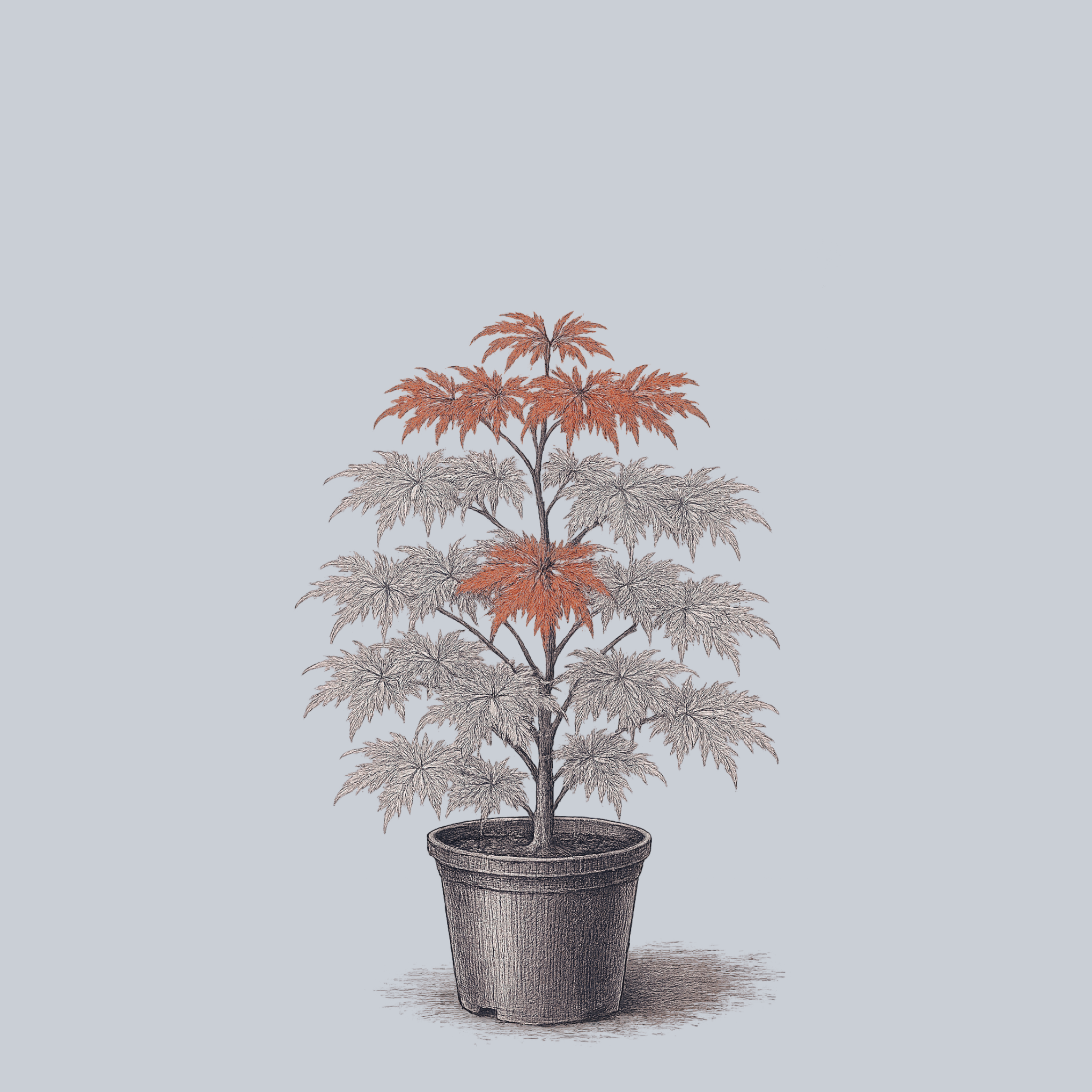 SWEETLORRAINEJAPANESEMAPLE.png