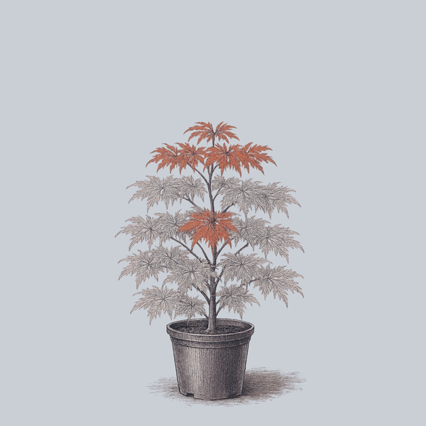 Sweet Lorraine Weeping Japanese Maple