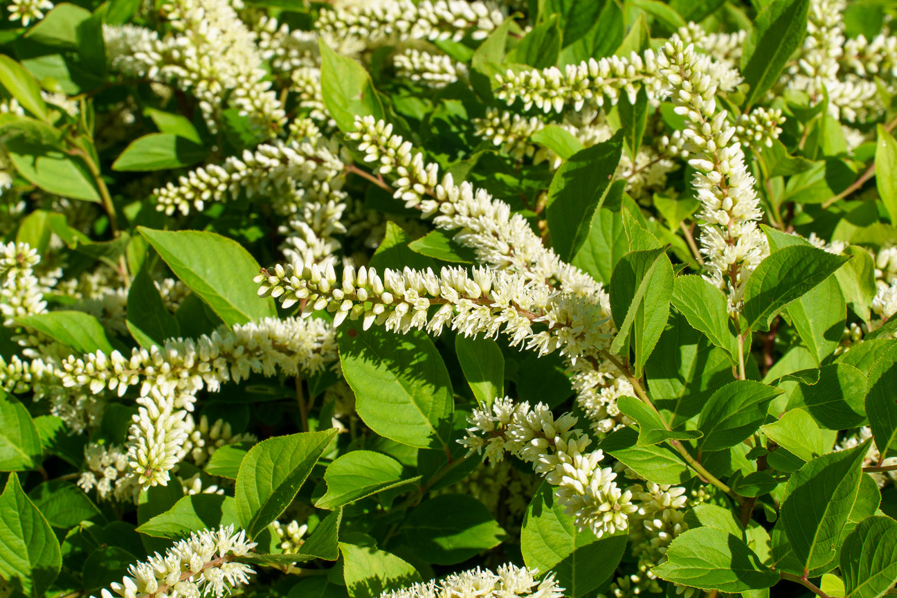 The Sweetspire Guide – Plant Detectives