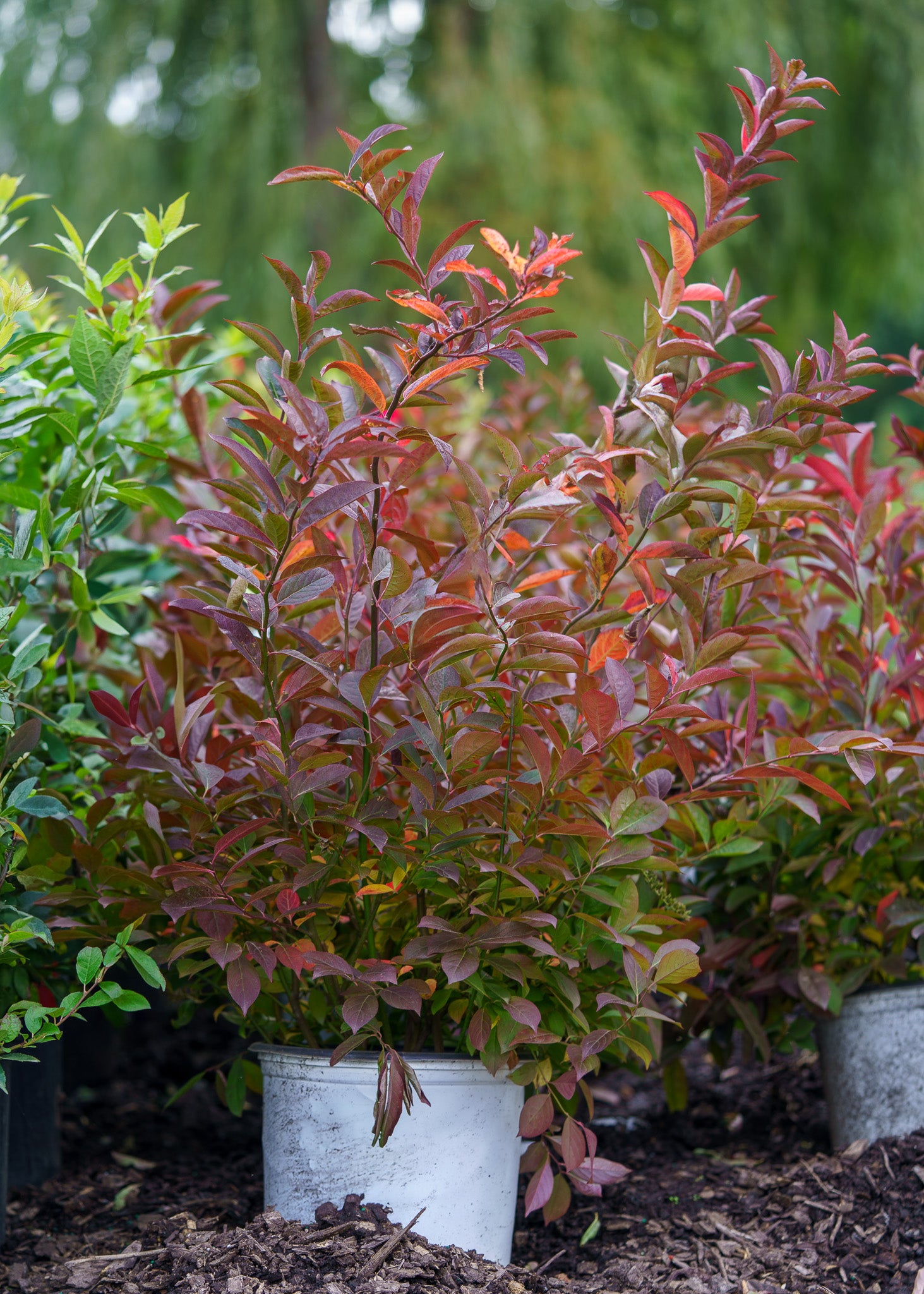 The Sweetspire Guide – Plant Detectives
