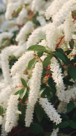 Sweetspire Flowers