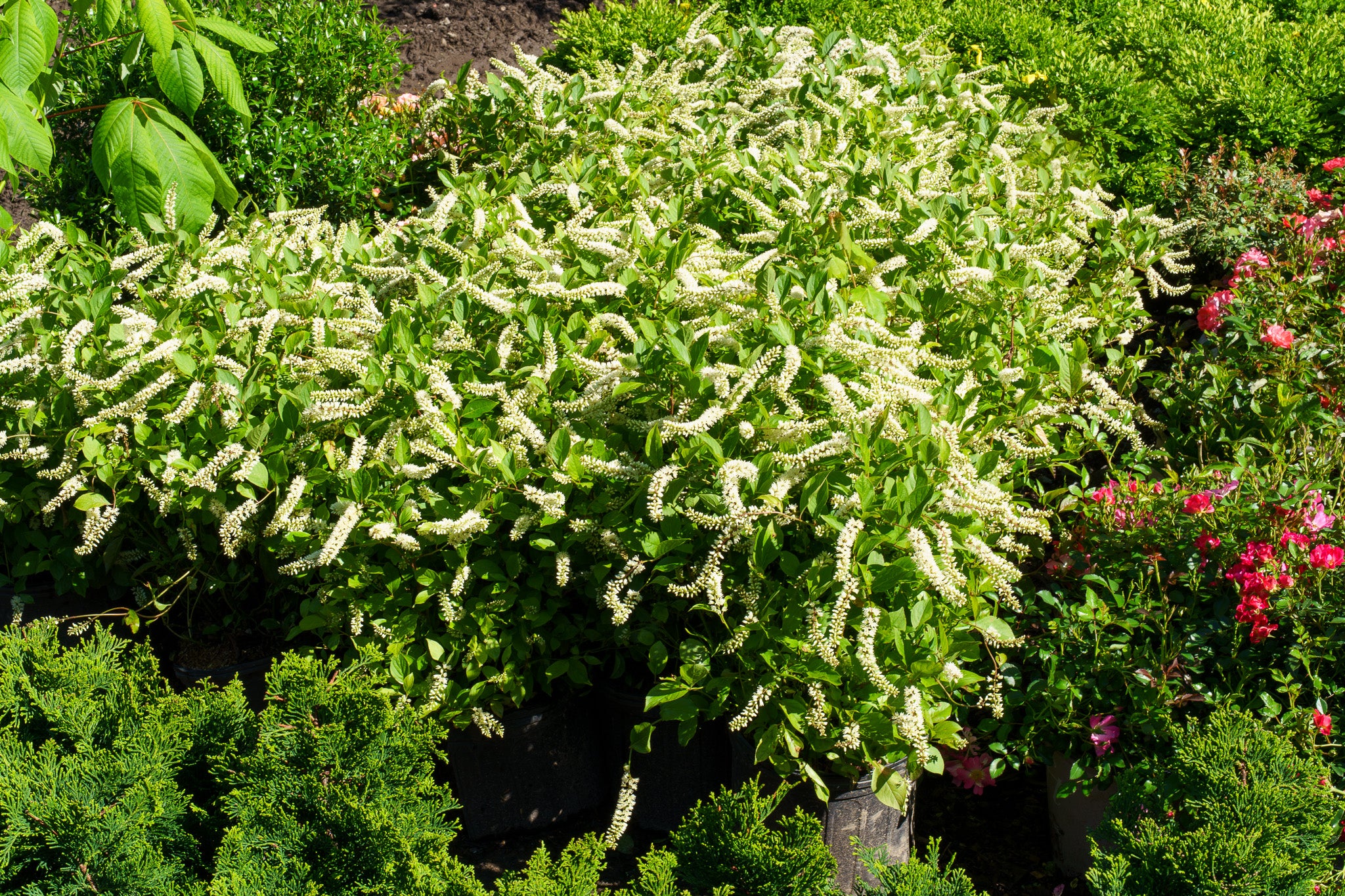The Sweetspire Guide – Plant Detectives