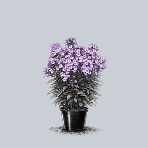 Sweet Summer Fantasy Tall Garden Phlox