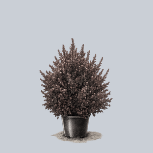 Sweet Cherry Tea Ninebark