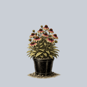 Sweet Sandia Coneflower