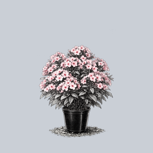 Sweet Summer Queen Garden Phlox
