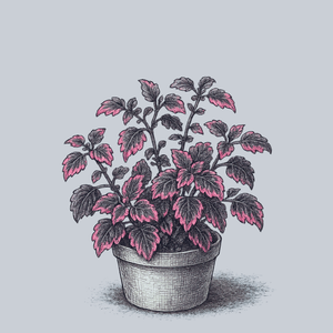 Swinging Linda Coleus