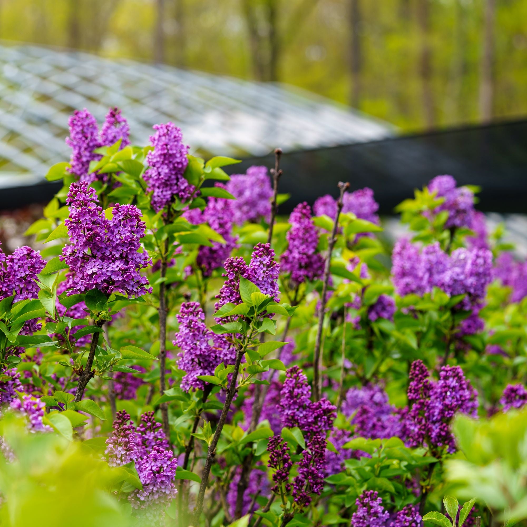 Charles Joly Lilac – Plant Detectives