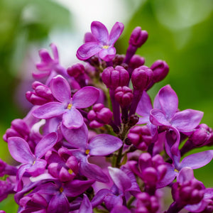 Monge Lilac - Lilac - Shrubs