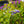 Load image into Gallery viewer, President Lincoln Lilac - Lilac - Shrubs
