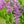 Load image into Gallery viewer, Donald Wyman Lilac - Lilac - Shrubs
