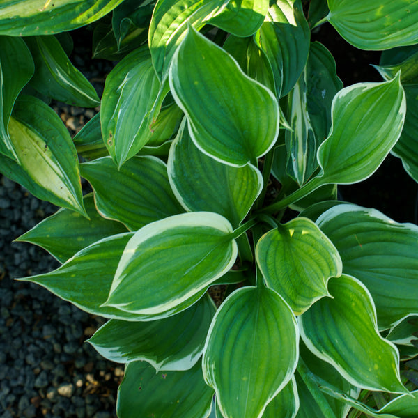 Sagae Hosta