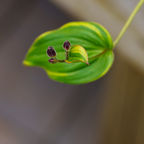 Samurai Toad Lily