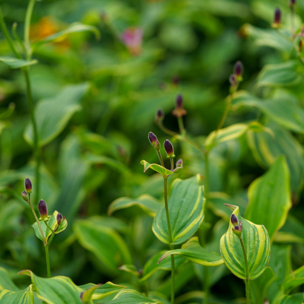 Samurai Toad Lily