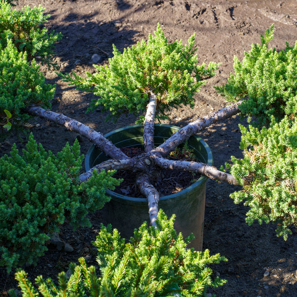san jose juniper bonsai tree San Jose Chinese Juniper – Plant Detectives