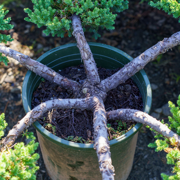 juniper house plant San Jose Chinese Juniper – Plant Detectives