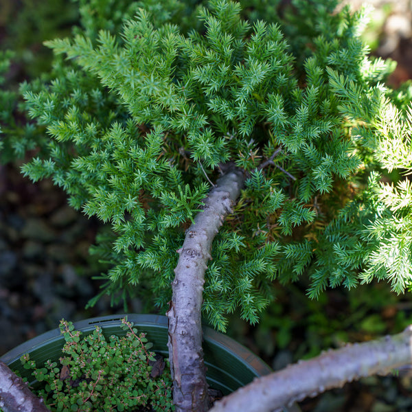 san jose juniper bonsai tree San Jose Chinese Juniper – Plant Detectives