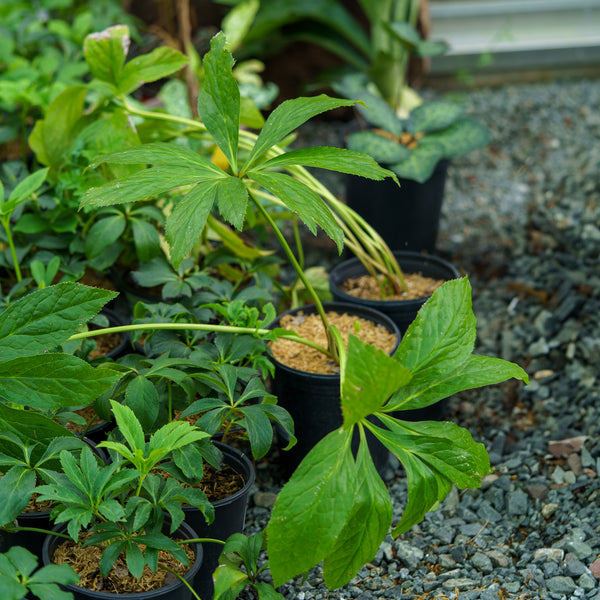 Sandy Shores Lenten Rose