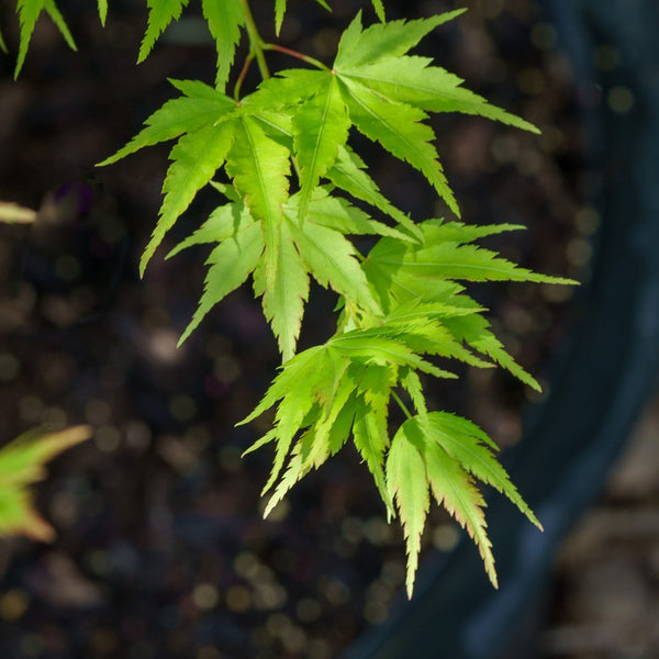 Sango Kaku Coral Bark Japanese Maple - Japanese Maple - Japanese Maples