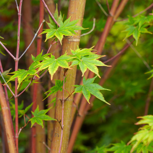 Sango Kaku Coral Bark Japanese Maple