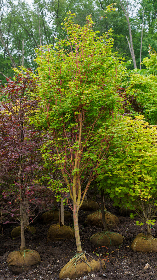 Sango Kaku Coral Bark Japanese Maple