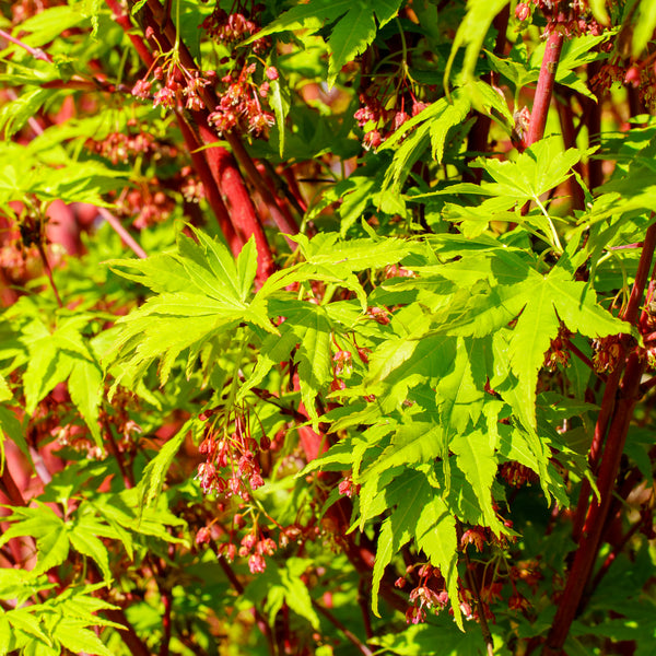 Sango Kaku Coral Bark Japanese Maple - Japanese Maple - Japanese Maples