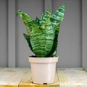 Futura Superba Snake Plant - Sansevieria - Housepants