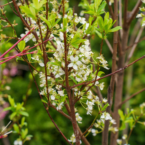 Santa Rosa Plum