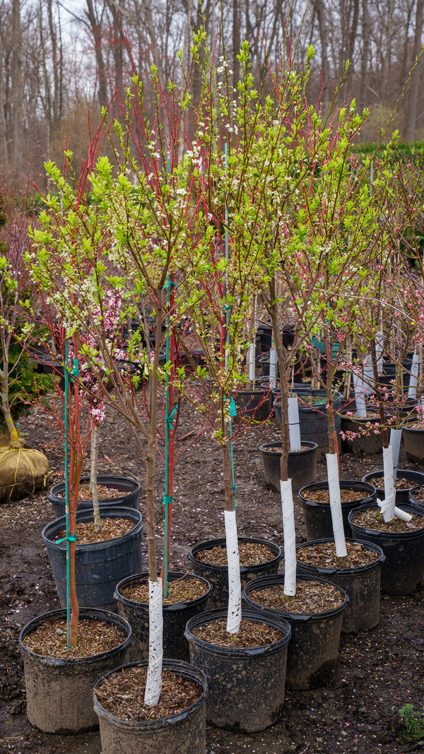 Santa Rosa Plum