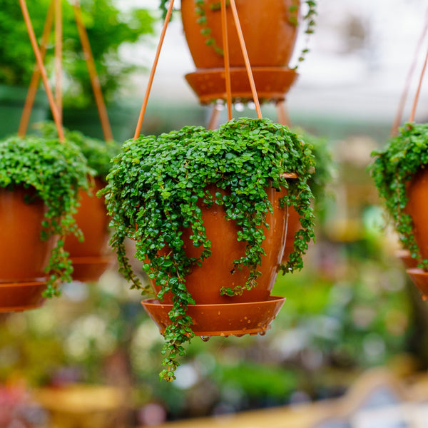 Sao Paulo Baby Tears - Hanging Baskets - Houseplants