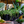 Load image into Gallery viewer, Sao Paulo Baby Tears - Hanging Baskets - Houseplants
