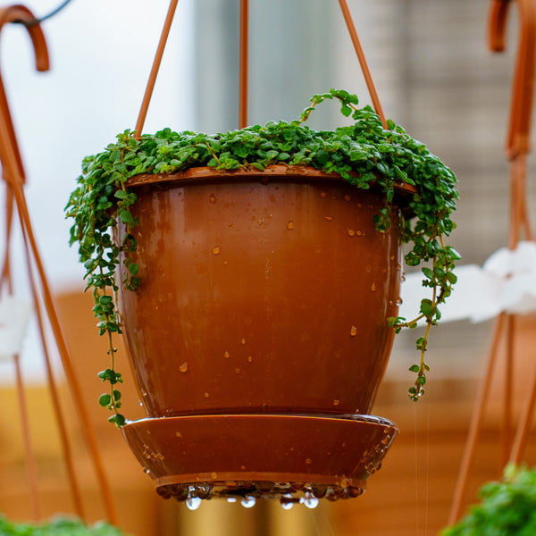 Sao Paulo Baby Tears - Hanging Baskets - Houseplants