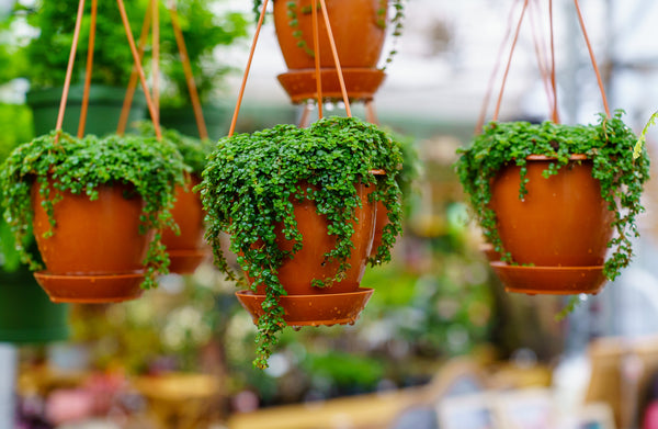 hanging pot plants india Sao Paulo Baby Tears – Plant Detectives