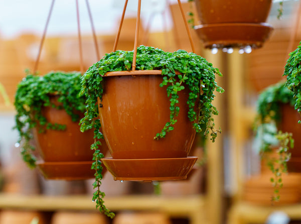 Sao Paulo Baby Tears - Hanging Baskets - Houseplants