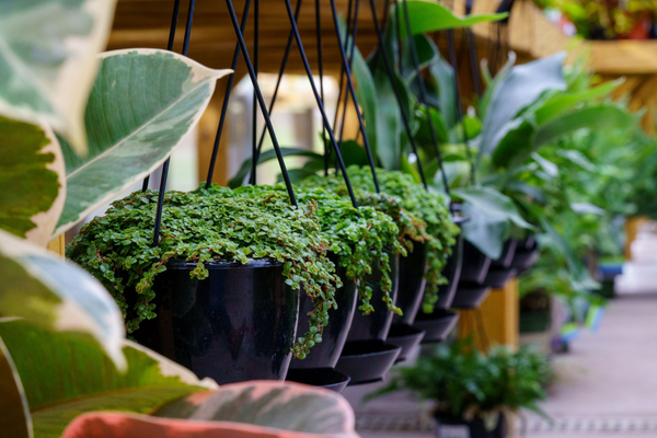 Sao Paulo Baby Tears - Hanging Baskets - Houseplants