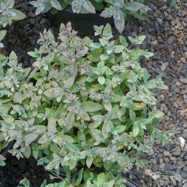 Sapphire Tuffet Stonecrop