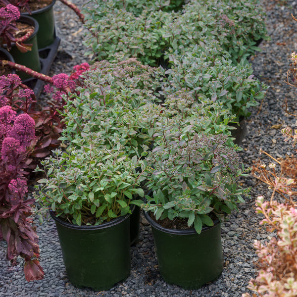 Sapphire Tuffet Stonecrop