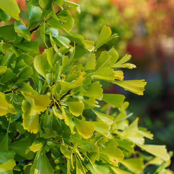 Saratoga Ginkgo