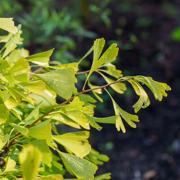 Saratoga Ginkgo