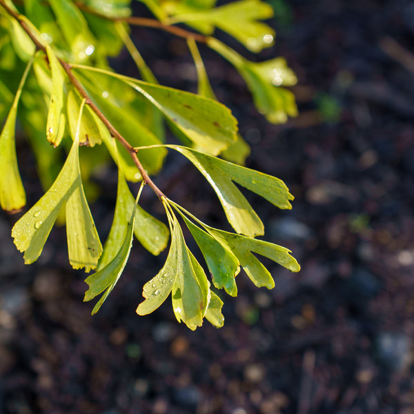 Saratoga Ginkgo