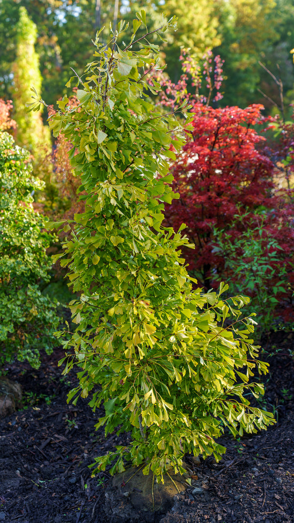 Saratoga Ginkgo