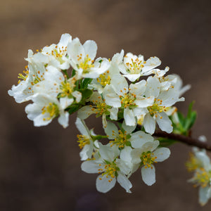 Flowering Trees - Sargent Crabapple
