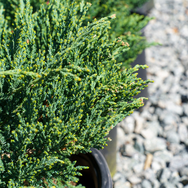 Sargent's Juniper - Juniper - Conifers