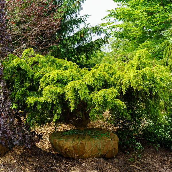 Sargent's Weeping Hemlock