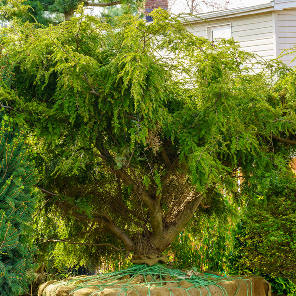 Sargent's Weeping Hemlock - Hemlock - Conifers